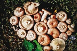 Иллюстрация к книге — Малоизвестные съедобные грибы [i_304.jpg]