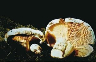 Иллюстрация к книге — Малоизвестные съедобные грибы [i_306.jpg]