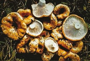 Иллюстрация к книге — Малоизвестные съедобные грибы [i_307.jpg]