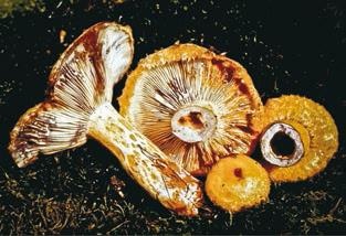 Иллюстрация к книге — Малоизвестные съедобные грибы [i_308.jpg]