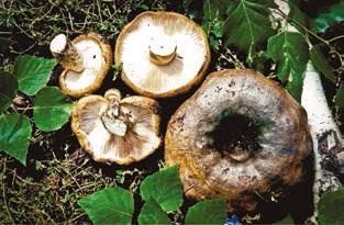 Иллюстрация к книге — Малоизвестные съедобные грибы [i_309.jpg]