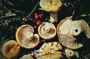 Иллюстрация к книге — Малоизвестные съедобные грибы [i_310.jpg]