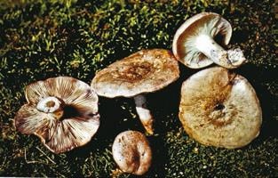 Иллюстрация к книге — Малоизвестные съедобные грибы [i_311.jpg]