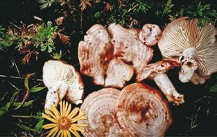 Иллюстрация к книге — Малоизвестные съедобные грибы [i_312.jpg]