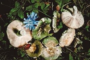 Иллюстрация к книге — Малоизвестные съедобные грибы [i_316.jpg]