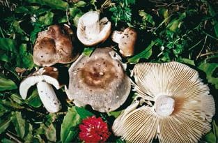 Иллюстрация к книге — Малоизвестные съедобные грибы [i_319.jpg]