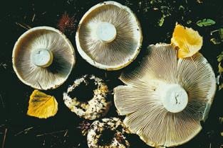 Иллюстрация к книге — Малоизвестные съедобные грибы [i_320.jpg]