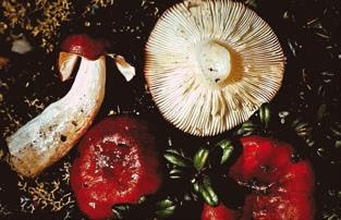 Иллюстрация к книге — Малоизвестные съедобные грибы [i_321.jpg]