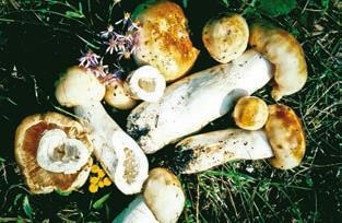 Иллюстрация к книге — Малоизвестные съедобные грибы [i_322.jpg]