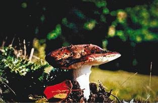 Иллюстрация к книге — Малоизвестные съедобные грибы [i_323.jpg]