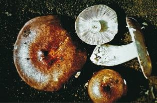 Иллюстрация к книге — Малоизвестные съедобные грибы [i_325.jpg]