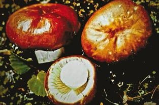 Иллюстрация к книге — Малоизвестные съедобные грибы [i_326.jpg]