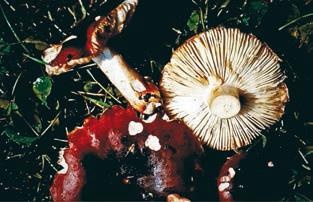 Иллюстрация к книге — Малоизвестные съедобные грибы [i_327.jpg]