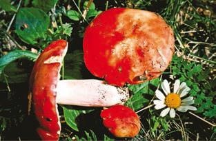 Иллюстрация к книге — Малоизвестные съедобные грибы [i_328.jpg]