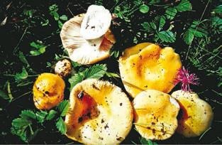 Иллюстрация к книге — Малоизвестные съедобные грибы [i_332.jpg]