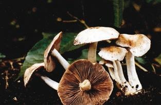 Иллюстрация к книге — Малоизвестные съедобные грибы [i_333.jpg]