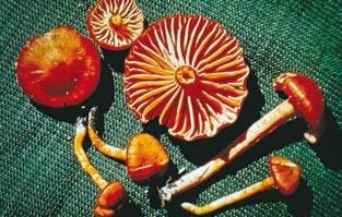 Иллюстрация к книге — Малоизвестные съедобные грибы [i_335.jpg]