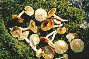 Иллюстрация к книге — Малоизвестные съедобные грибы [i_337.jpg]