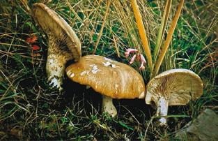 Иллюстрация к книге — Малоизвестные съедобные грибы [i_339.jpg]