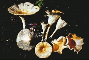 Иллюстрация к книге — Малоизвестные съедобные грибы [i_345.jpg]