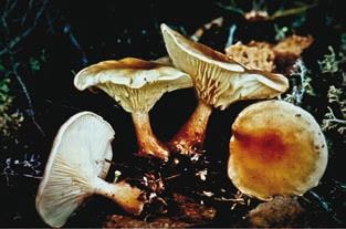 Иллюстрация к книге — Малоизвестные съедобные грибы [i_346.jpg]