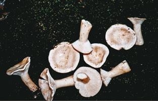 Иллюстрация к книге — Малоизвестные съедобные грибы [i_347.jpg]