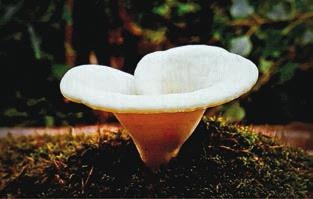 Иллюстрация к книге — Малоизвестные съедобные грибы [i_348.jpg]