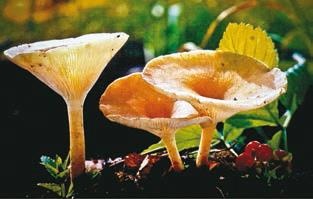 Иллюстрация к книге — Малоизвестные съедобные грибы [i_349.jpg]