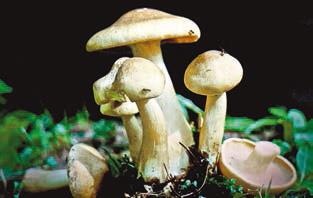 Иллюстрация к книге — Малоизвестные съедобные грибы [i_351.jpg]