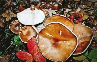 Иллюстрация к книге — Малоизвестные съедобные грибы [i_353.jpg]