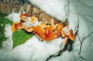 Иллюстрация к книге — Малоизвестные съедобные грибы [i_354.jpg]