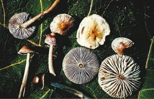 Иллюстрация к книге — Малоизвестные съедобные грибы [i_355.jpg]