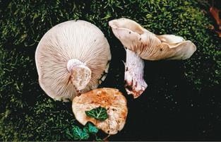 Иллюстрация к книге — Малоизвестные съедобные грибы [i_358.jpg]