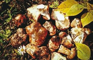 Иллюстрация к книге — Малоизвестные съедобные грибы [i_360.jpg]