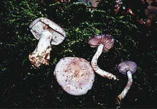 Иллюстрация к книге — Малоизвестные съедобные грибы [i_362.jpg]