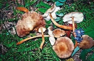 Иллюстрация к книге — Малоизвестные съедобные грибы [i_366.jpg]