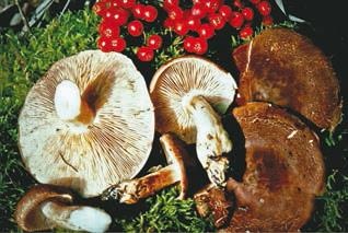 Иллюстрация к книге — Малоизвестные съедобные грибы [i_369.jpg]