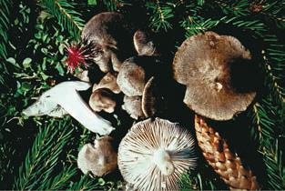 Иллюстрация к книге — Малоизвестные съедобные грибы [i_370.jpg]