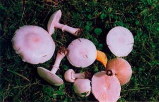 Иллюстрация к книге — Малоизвестные съедобные грибы [i_371.jpg]