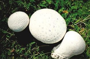 Иллюстрация к книге — Малоизвестные съедобные грибы [i_379.jpg]