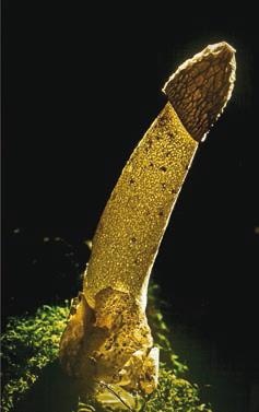 Иллюстрация к книге — Малоизвестные съедобные грибы [i_386.jpg]