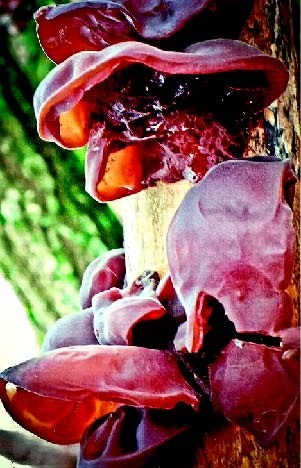 Иллюстрация к книге — Малоизвестные съедобные грибы [i_387.jpg]