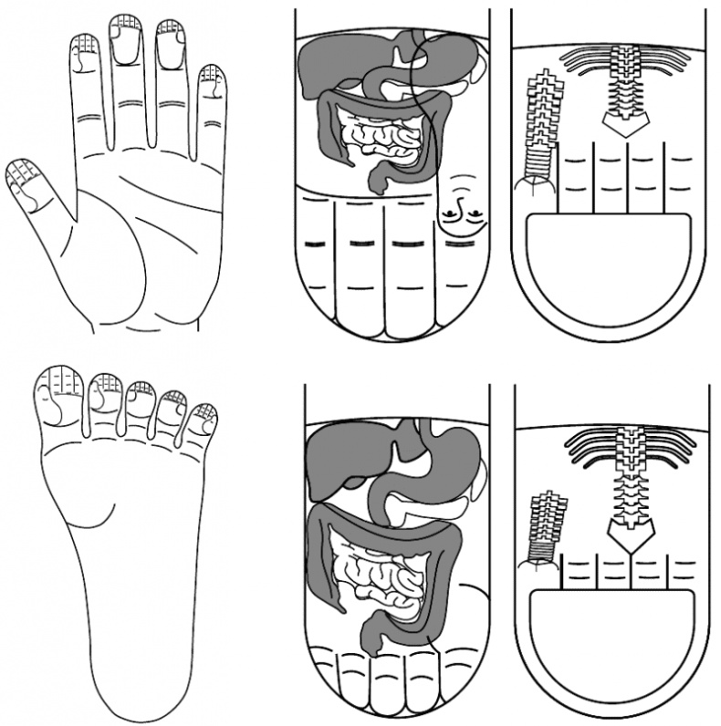 Иллюстрация к книге — Су-Джок лечит. Мигрень, кашель, боль в спине, тяжесть в желудке [i_006.jpg]