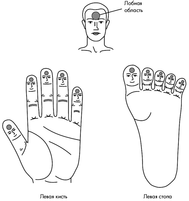 Иллюстрация к книге — Су-Джок лечит. Мигрень, кашель, боль в спине, тяжесть в желудке [i_007.jpg]