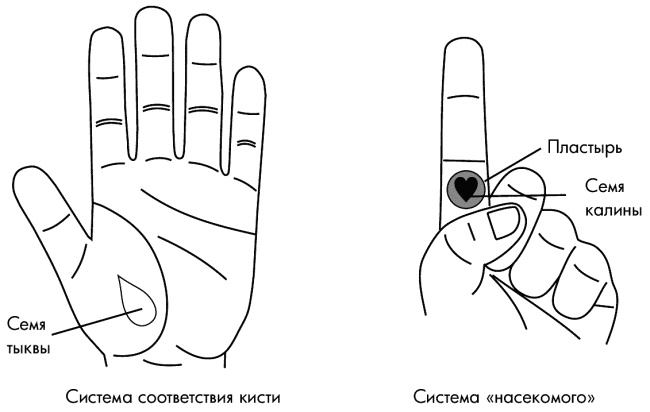 Иллюстрация к книге — Су-Джок лечит. Мигрень, кашель, боль в спине, тяжесть в желудке [i_020.jpg]