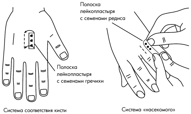 Иллюстрация к книге — Су-Джок лечит. Мигрень, кашель, боль в спине, тяжесть в желудке [i_024.jpg]