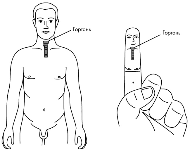 Иллюстрация к книге — Су-Джок лечит. Мигрень, кашель, боль в спине, тяжесть в желудке [i_033.jpg]
