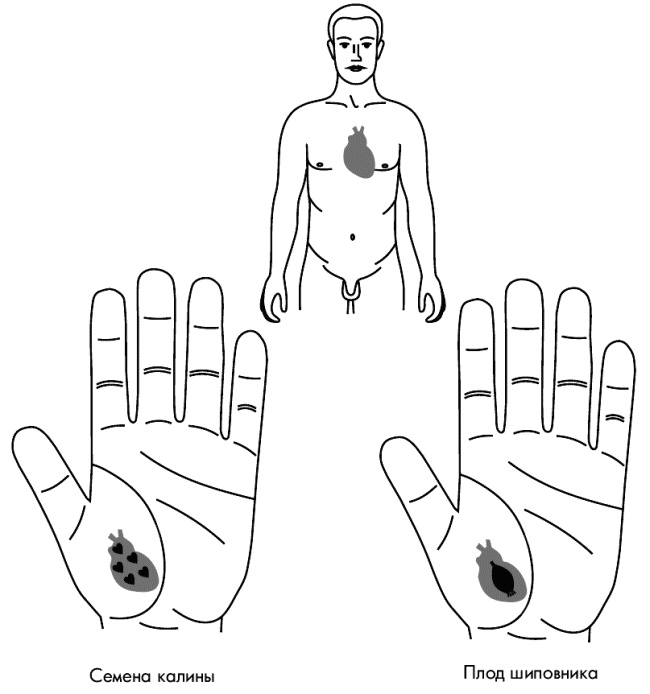 Иллюстрация к книге — Су-Джок лечит. Мигрень, кашель, боль в спине, тяжесть в желудке [i_050.jpg]