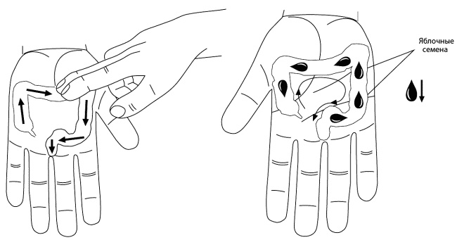 Иллюстрация к книге — Су-Джок лечит. Мигрень, кашель, боль в спине, тяжесть в желудке [i_069.jpg]