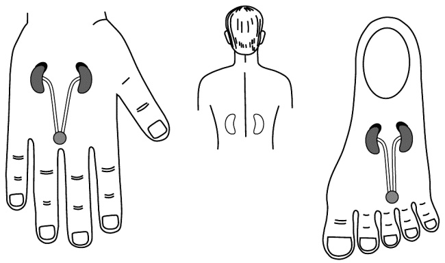 Иллюстрация к книге — Су-Джок лечит. Мигрень, кашель, боль в спине, тяжесть в желудке [i_075.jpg]